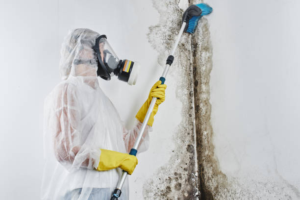 Best Toxic Mold Removal  in Citrus, CA
