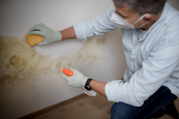 Best Mold Cleaning Services  in Citrus, CA